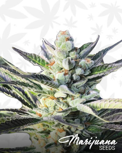 Lemon Pineapple ZmartieZ