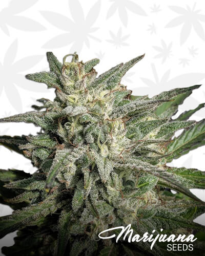 Lemon Poison
