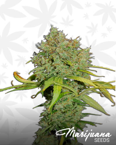 Lemon Power Haze