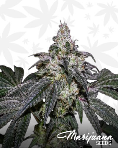 Lemon Sherbet