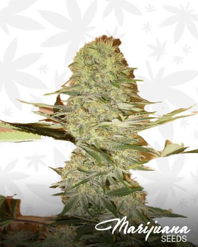 Lemon Stinky F2