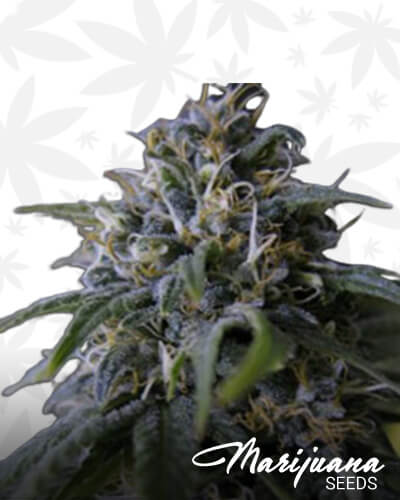 Lemon Stinky