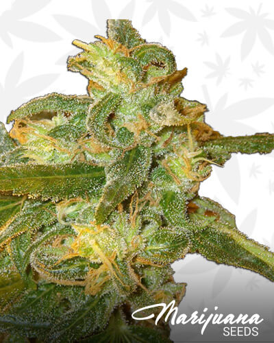 Lemon Swiss