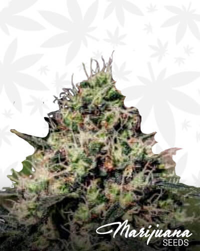 Lemon Trip