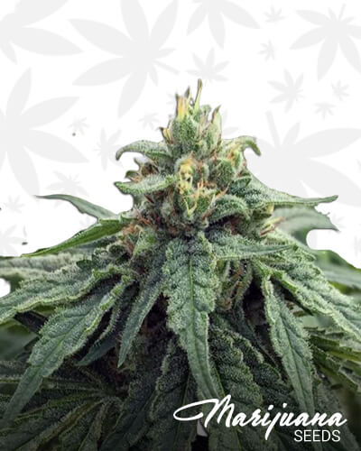 Lemon Wookie Glue