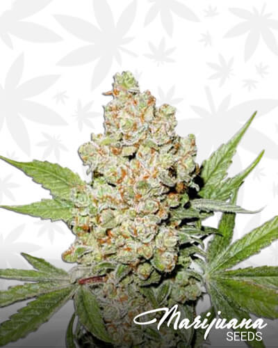 Lemon Zkittle