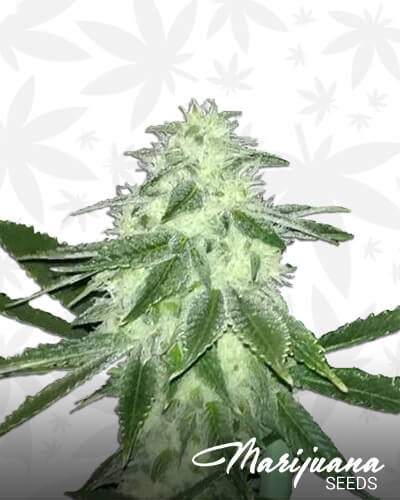 LemonAiD OG