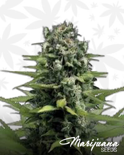 Lemonade Haze