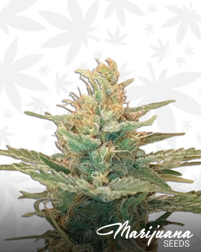 Lemonade OG