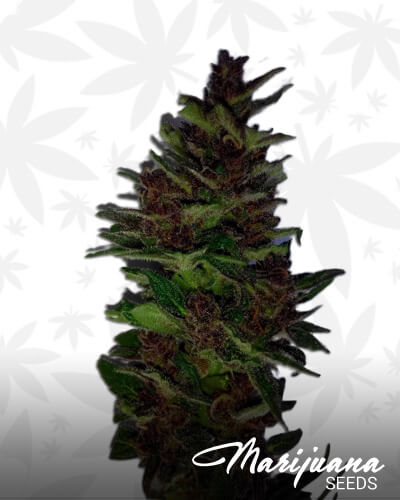 Lemonberry Haze Auto