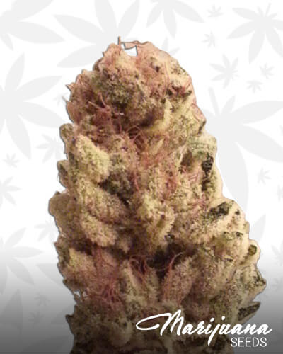 Leopard Kush