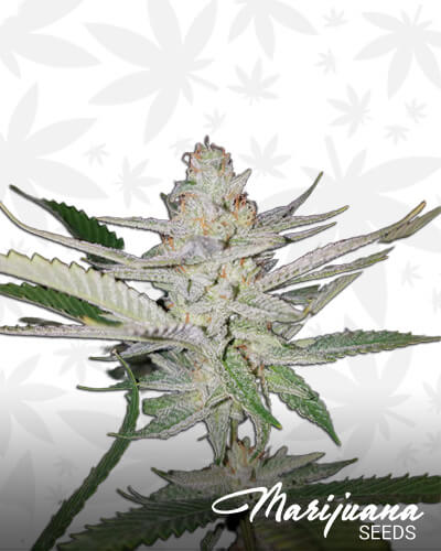 Liberty Star