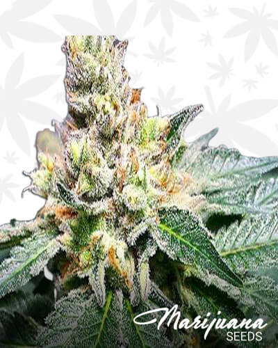 Lilac Jack