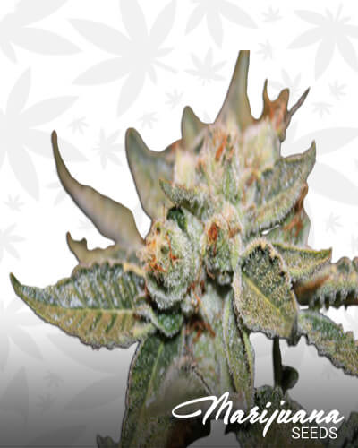 Lime OG