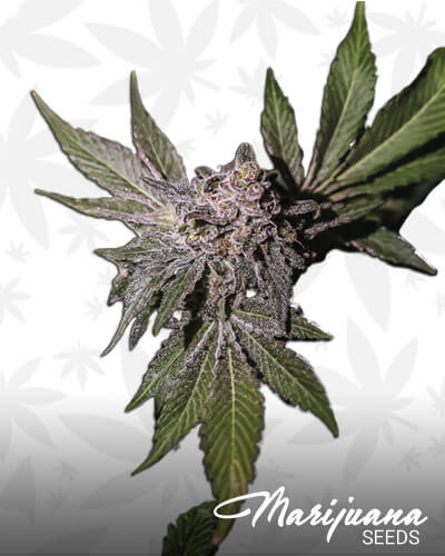 Limon Haze