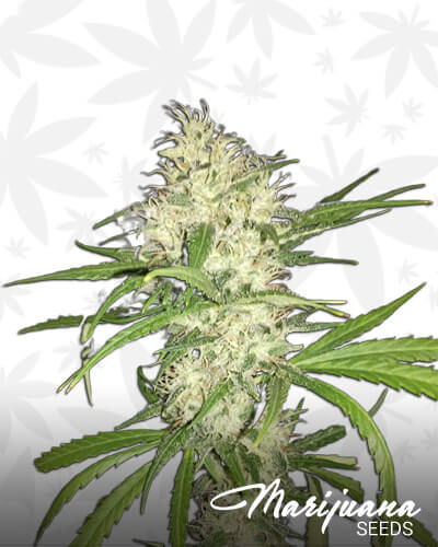 Lion Haze