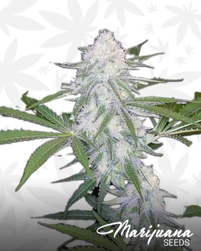 Lion’s Haze