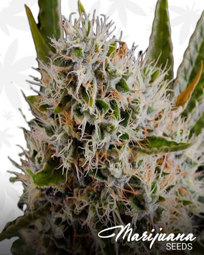 Lithium OG Kush