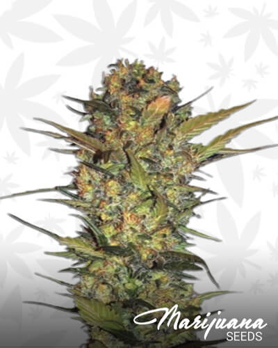 Lithium OG