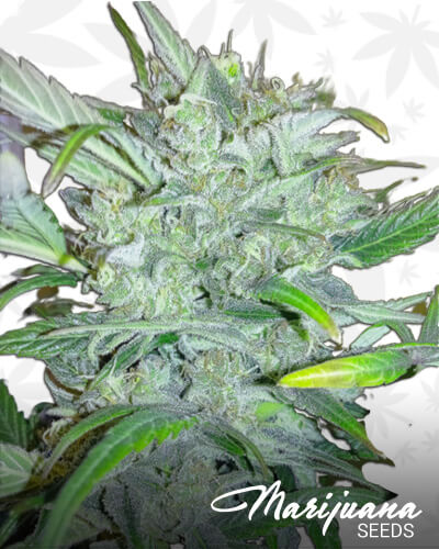 Llimonet Haze Auto CBD