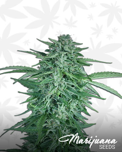 Llimonet Haze CBD Auto