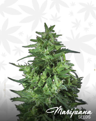 Llimonet Haze Ultra CBD