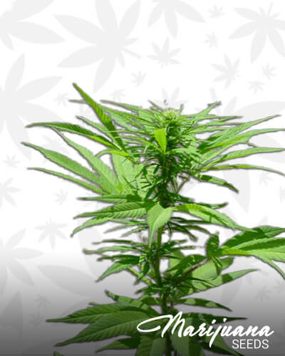 Local Sativa