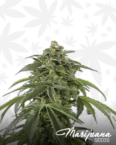London Cheese 2 0