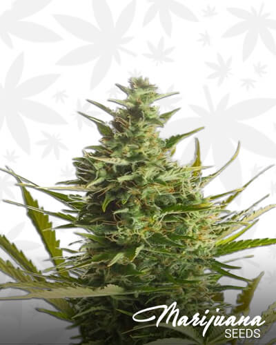 London Cheese XXL Auto