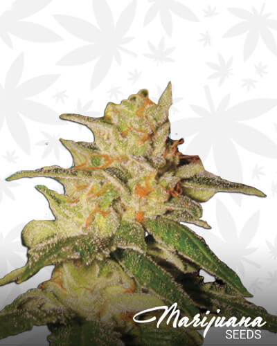 London City Diesel