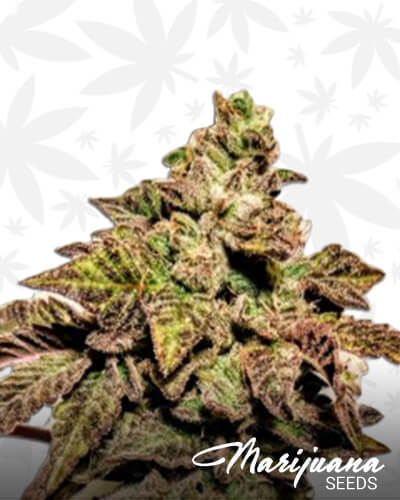 London Cookies