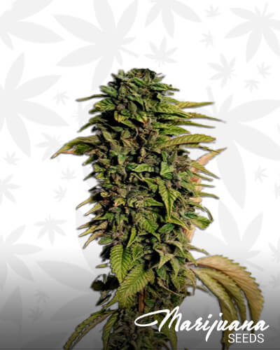 London OG