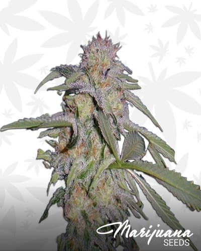 Lost Coast Hashplant