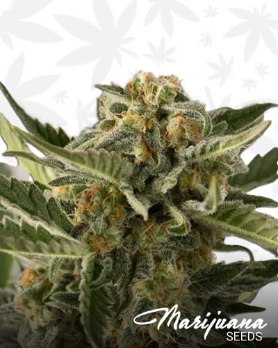 Lost Coast Skunk Auto