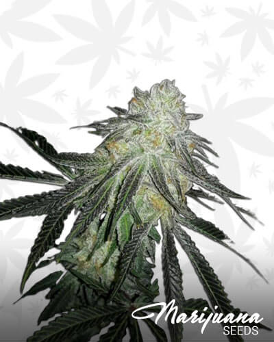 Lots of Zkittlez