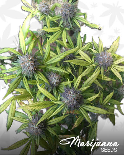 Loud Hawaiian Punch
