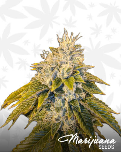 Loud OG