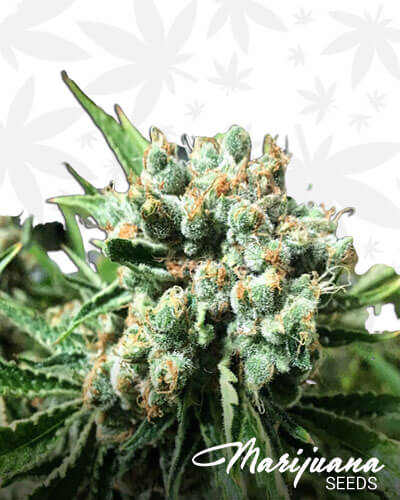 Loud Sour