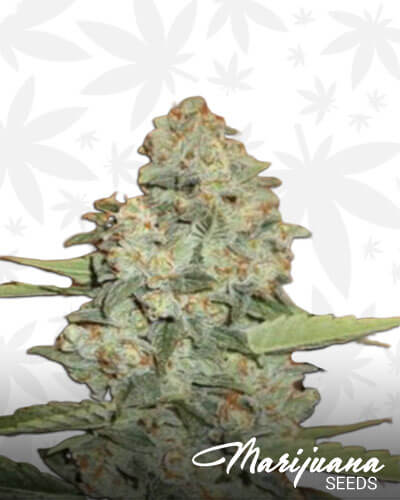 Louis XIII OG
