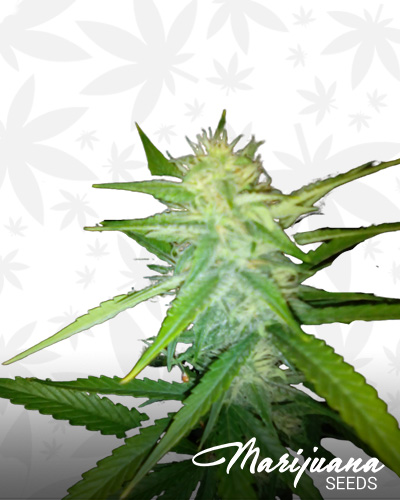 Low Afghan Automatic