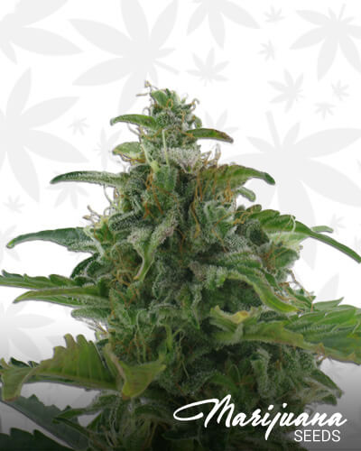 Low Diesel