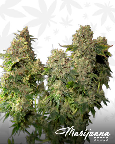 Lowryder 2 x AK 47