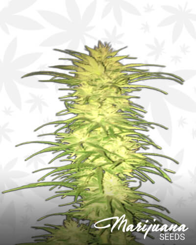 Lucys’ Lion S1