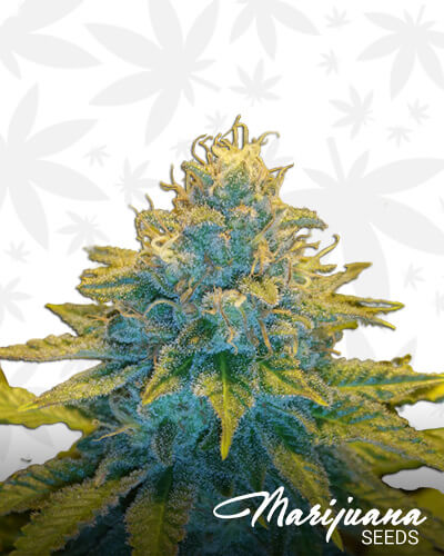 MG Kush