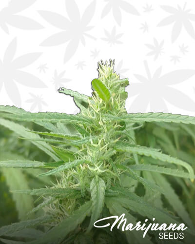 MK Ultra Black Ops