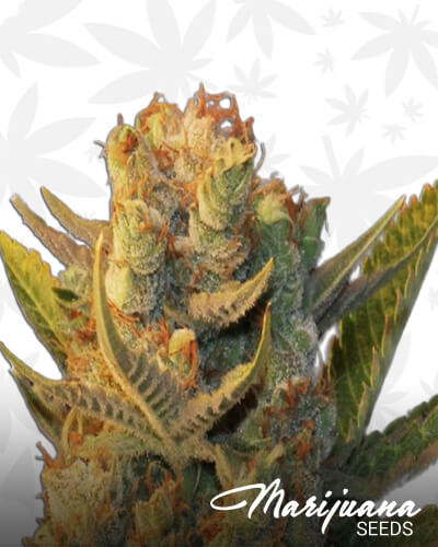 MK Ultra Kush x Bubble