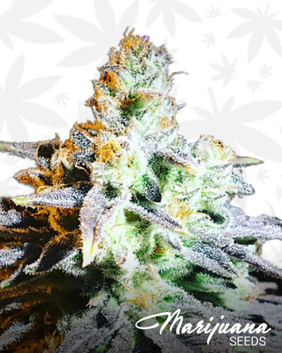 MK Ultra x Creamsicle