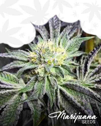 MTF Cookies 1