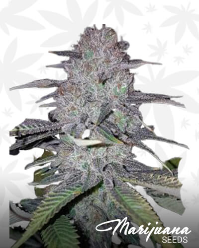 MacDre 1