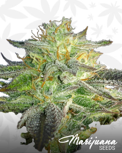 Macob Kush 1